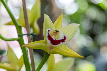 巴黎兰花展鲜花