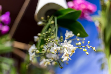 巴黎兰花展鲜花