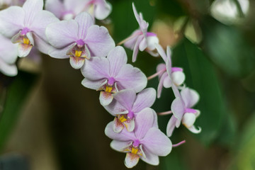 巴黎兰花展鲜花