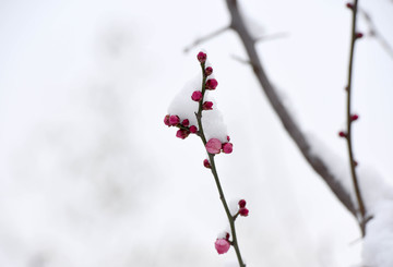 下雪后的景观