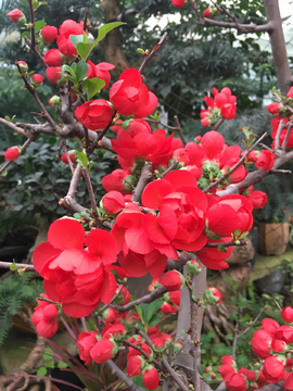 梅花