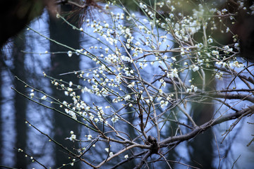 湖畔梅花