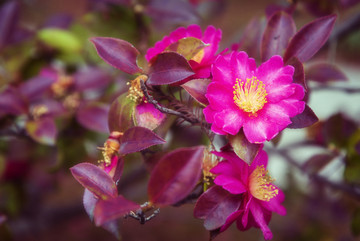 山茶花