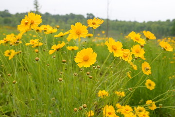 野菊花