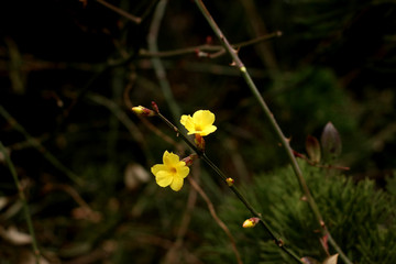 迎春花