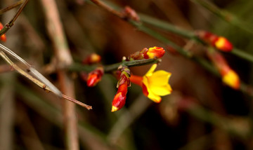 迎春花