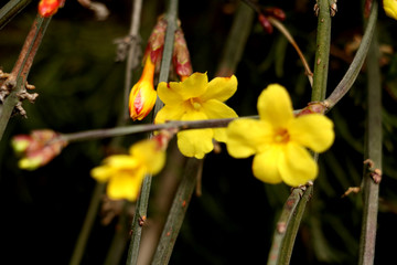 迎春花