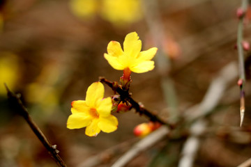 迎春花