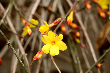 迎春花