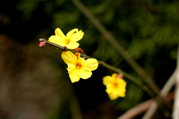 迎春花