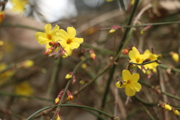 迎春花