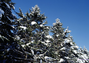森林被大雪覆盖