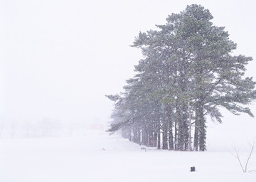 森林被大雪覆盖