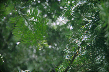 绿树丛林