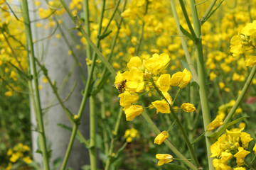 油菜花