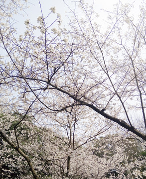 武汉大学樱花