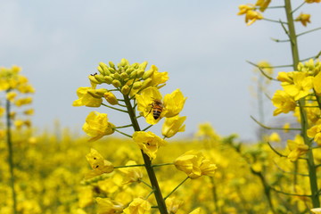 油菜花