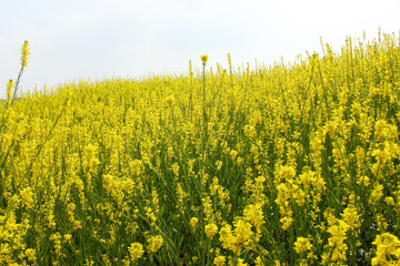 油菜花