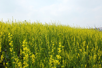 油菜花