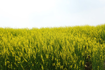 油菜花