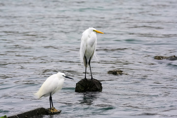 厦门筼筜湖白鹭