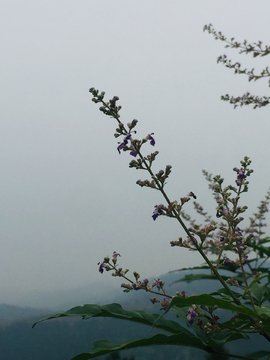 树枝