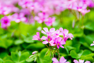 红花酢浆草