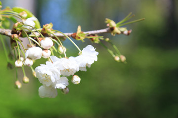 巴黎索村公园樱花