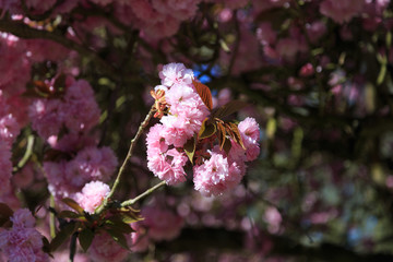 巴黎索村公园樱花
