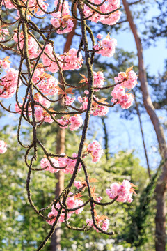 巴黎索村公园樱花