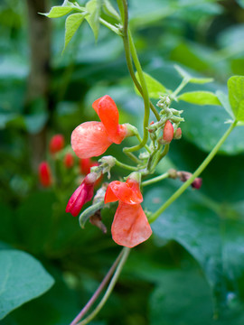豆科植物荷包豆鲜红色花朵