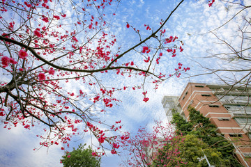 樱花季