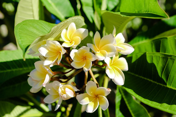玉兰花