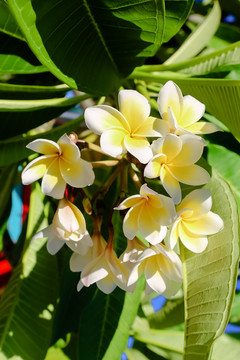 玉兰花