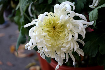 菊花6