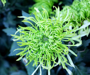 菊花7