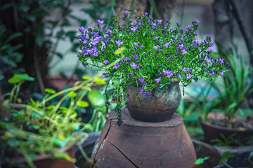 庭院花草花卉