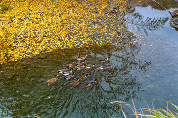 山涧溪流一群鸭子自然生态