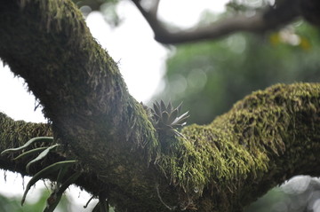 苔藓植物