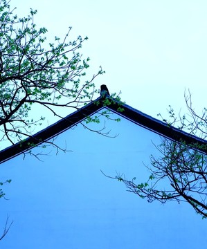 早春吐绿