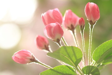 春日里的海棠花