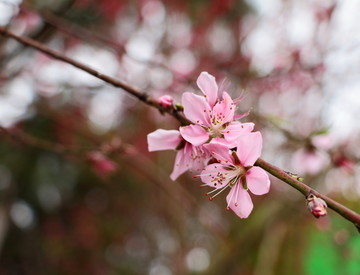 桃花