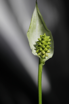 白鹤芋