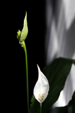 白鹤芋