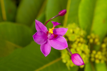 紫色苞舌兰