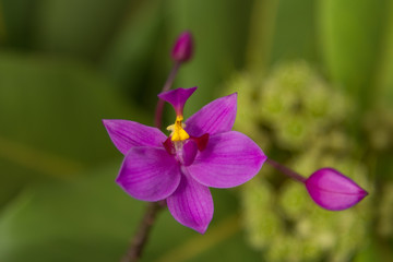 紫色苞舌兰