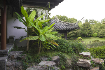 园林芭蕉