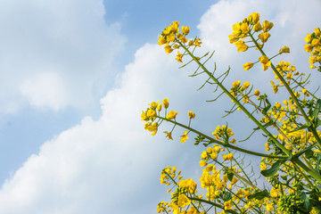 油菜花