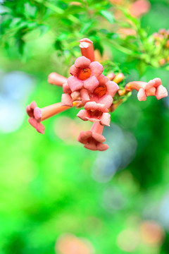 凌霄花儿开