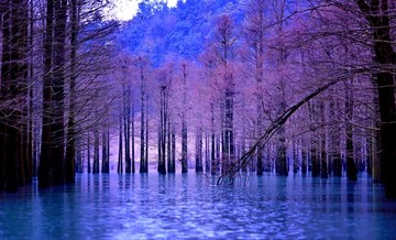 水杉林